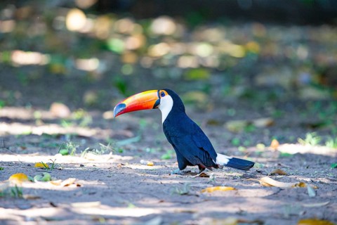 Giant toucan (Ramphastos toco) Pantanal Brazil