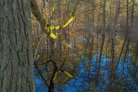Trees reflected in the water of a pond in the moor adventure trail, Otternhagener Moor, Resse,