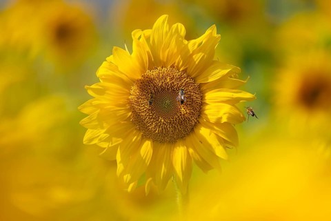 The sun shines down from the sky on a sunflower where some bees are collecting the nectar of the