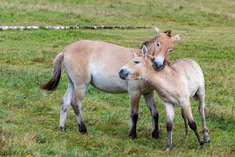 Przewalski's horse (Equus przewalski) capive Germany