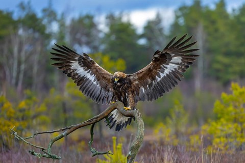European golden eagle (Aquila chrysaetos chrysaetos) landing on branch with spread wings in