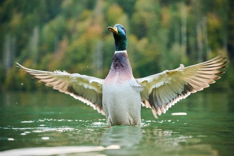 Wild duck (Anas platyrhynchos) male shaking its wings in the water, lake, Bavaria, Germany, Europe
