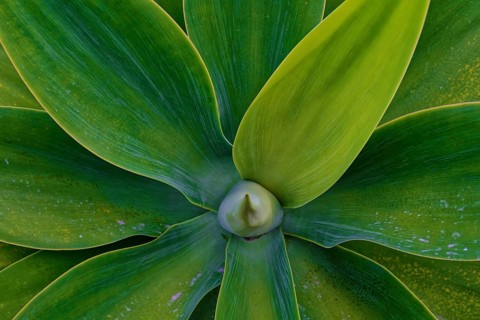 Close-up of an Agave attenuata, dragon tree agave with large green leaves spreading from a central