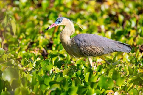 Whistling heron (Syrigma sibilatrix) Pantanal Brazil