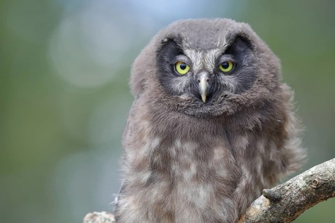 Tengmalm's owl (Aegolius funereus), young bird sitting on a branch, animal portrait,