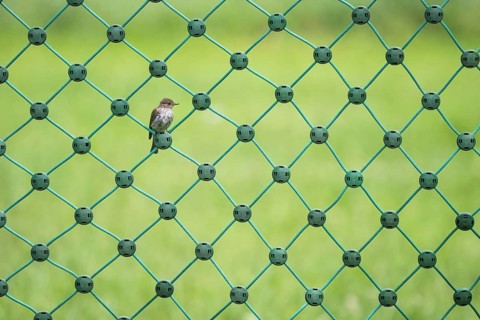 A spotted flycatcher (Muscicapa striata) sitting on a green net fence against a blurred green
