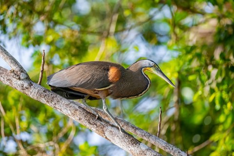 Bare-throated tiger heron (Tigrisoma mexicanum) in a tree, Tortuguero National Park, Costa Rica,