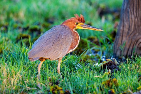 Rufescent tiger heron (Tigrisoma lineatum) Pantanal Brazil
