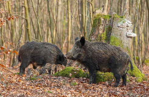 Wild boar, wild boar (Sus scrofa) two bucks and young boar looking for food in the forest, Germany,