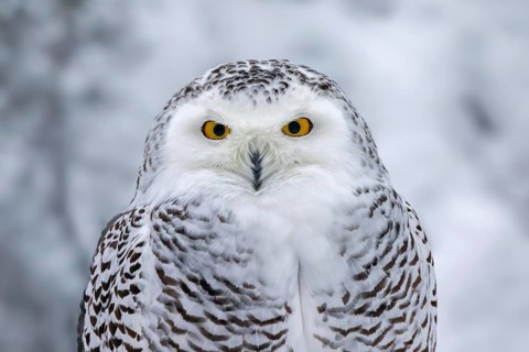 Snowy owl, white owl, Arctic owl (Bubo scandiacus, Strix scandiaca) female close-up portrait in the