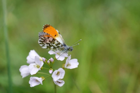 Aurora butterfly (Anthocharis cardamines), male, meadow foamwort (Cardamine pratensis), orange,