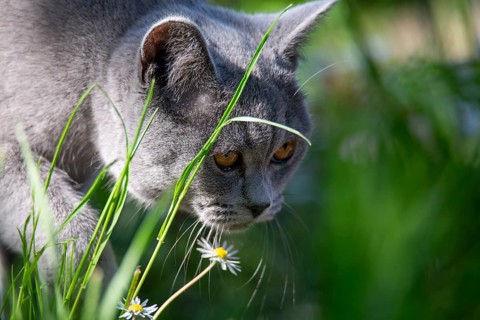 Seven-month-old British Shorthair cat in the garden