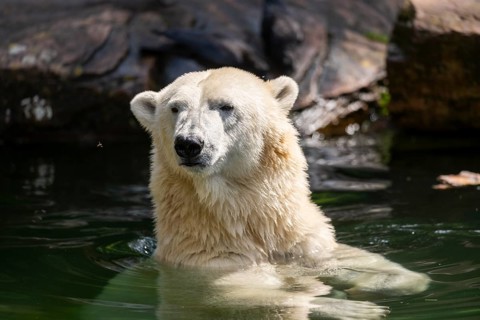 Polar bear (Ursus maritimus) swimming in the water, captive, Germany, Europe