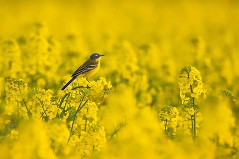 A yellow wagtail sits in spring in a flowering rape field near Frankfurt am Main, Frankfurt am