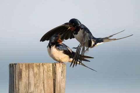 Male barn swallow (Hirundo rustica) approaching the female for mating, Hesse, Germany, Europe