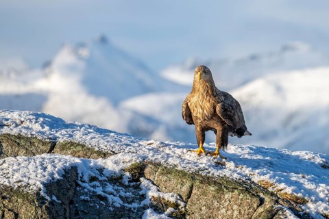 White-tailed eagle (Haliaeetus albicilla), sitting on a snow-covered rock in front of a mountain