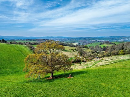 Old Oak over Farms and Fields from a drone, Newton Abbot, Devon, England, United Kingdom, Europe