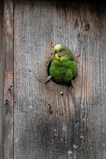 Budgerigar (Melopsittacus undulatus), Lower Saxony, Germany, Europe