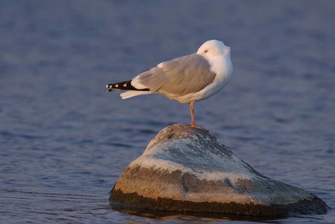 European Herring Gull (Larus argentatus), Manitoba, Canada, North America
