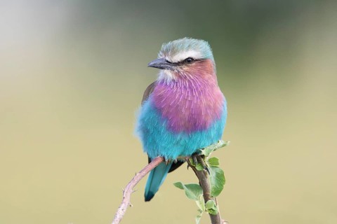 Lilac-breasted Roller (Coracias caudatus) perched on a branch, Serengeti, Tanzania, Africa
