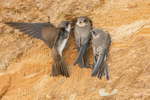 Sand Martin (Riparia riparia) at nesting wall, North Rhine-Westphalia, Germany, Europe