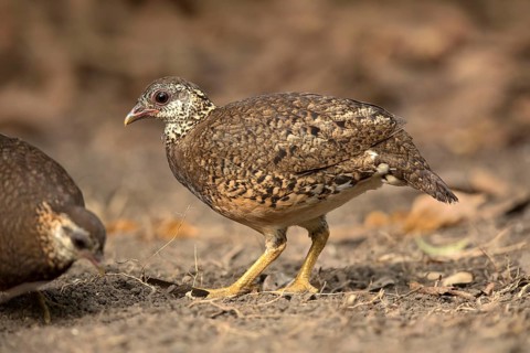 Green-legged Partridge (Arborophila chloropus) perched on the ground, Bidoup National Park,
