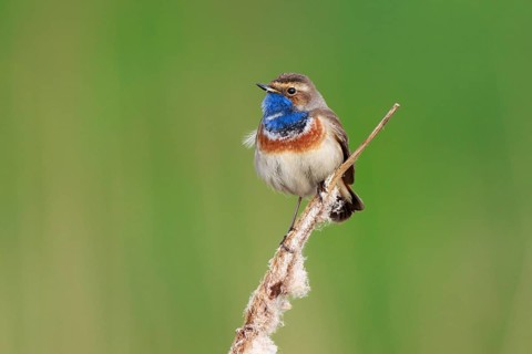 Bluethroat (Luscinia svecica cyanecula) male perched on cattail, Netherlands