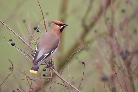 Bohemian Waxwing (Bombycilla garrulus), North Rhine-Westphalia, Germany, Europe