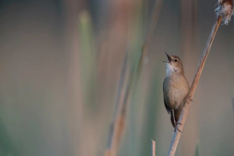 Savi's Warbler (Locustella luscinioides) singing, Mecklenburg-Western Pomerania, Germany, Europe