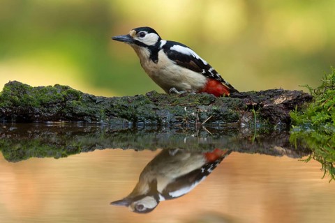 Great Spotted Woodpecker (Dendrocopos major) female, Utrecht, Netherlands