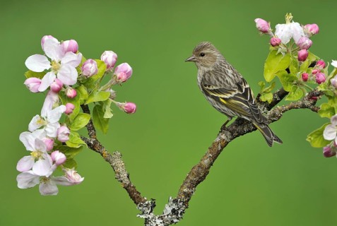 Pine Siskin (Spinus pinus), British Columbia, Canada, North America