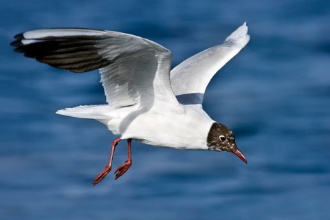 Black-headed Gull (Chroicocephalus ridibundus) flying, Eilat, Israel, Asia