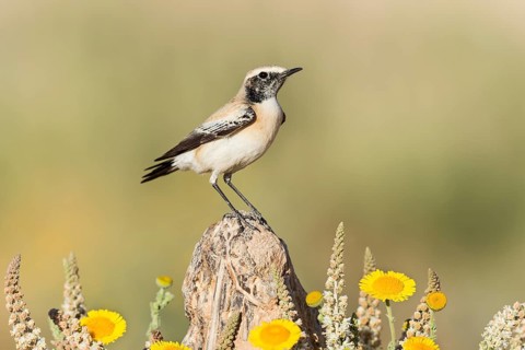 Desert Wheatear (Oenanthe deserti homochroa) Eilat, Israel, Asia