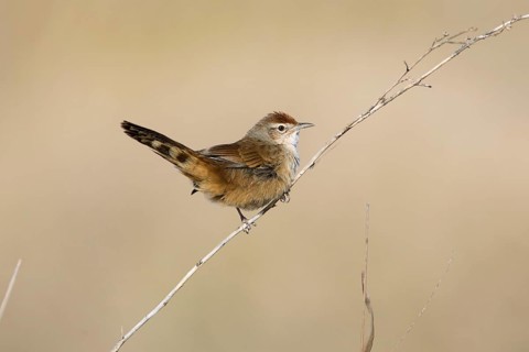 Spinifexbird (Megalurus carteri) perched on a twig, Northern Territory, Australia, Oceania