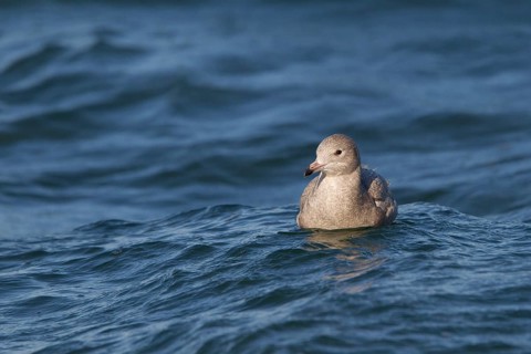 Glaucous Gull (Larus hyperboreus), North Sea, Germany, Europe