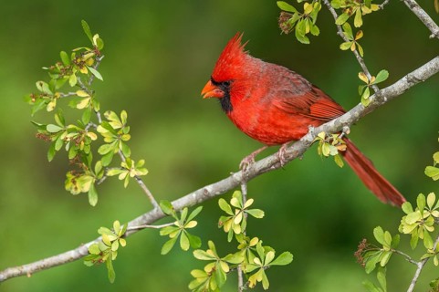 Northern Cardinal (Cardinalis cardinalis) male perched on a twig, Texas, USA, North America