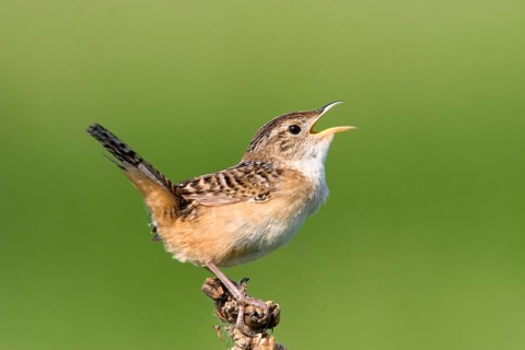 Sedge Wren Cistothorus platensis Appleton, Chippewa County, Minnesota, United States 29 May Adult