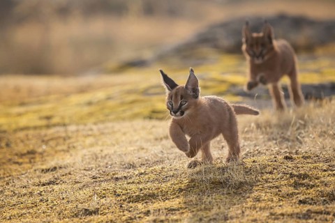 Caracal (Caracal caracal) two cubs running and jumping, Castile-La Mancha, Spain, Europe