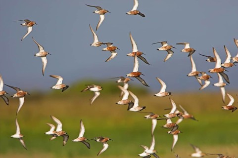 Curlew Sandpiper (Calidris ferruginea) flying, Lesvos, Greece, Europe