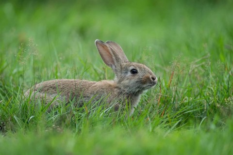 European Rabbit (Oryctolagus cuniculus) adult foraging in meadow, Lower Saxony, Germany, Europe