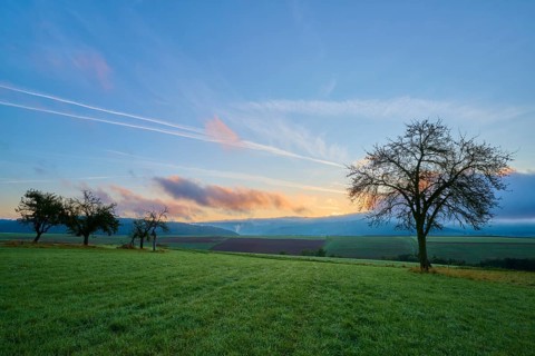 Green orchard meadow, apple tree, under a slightly cloudy sky at sunrise in a quiet landscape,
