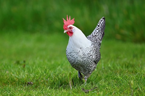 East Frisian Gull standing in a meadow, chicken breed with good utilisation characteristics, Texel,