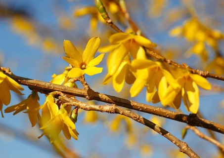 Flowering forsythia (Forsythia), North Rhine-Westphalia, Germany, Europe
