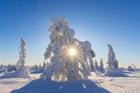 Tykky forest, snow covered spruce trees on the taiga in winter, Riisitunturi National Park in