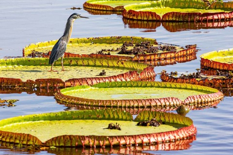 Mongrove Heron (Butorides striatus) Pantanal Brazil