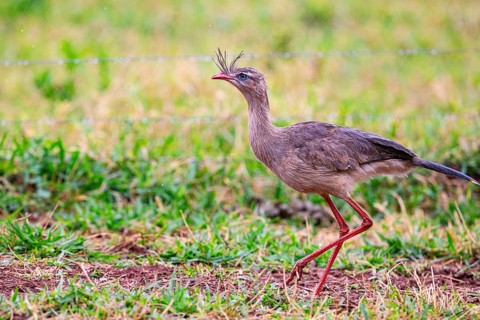 Red-footed seriema (Cariama cristata) Pantanal Brazil