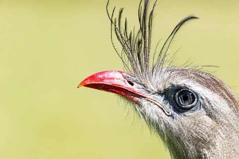 Red-footed seriema (Cariama cristata) Pantanal Brazil