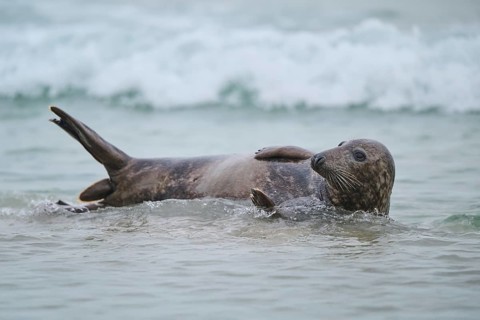 Grey seal (Halichoerus grypus) coming out of the water on the beach, Düne, Helgoland,