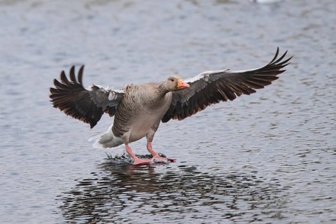 Graylag goose (Anser anser) landing in the water, Düne, Helgoland, Schleswig-Holstein, Germany,