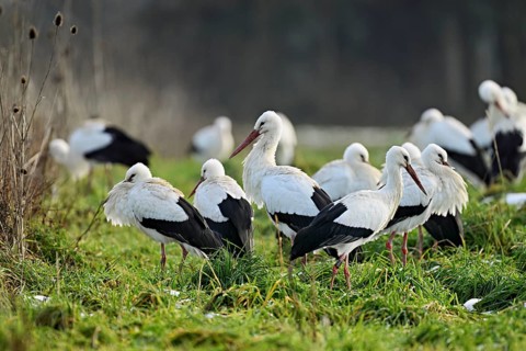 White storks (Ciconia ciconia), large flock standing in a meadow, Flachsee, Canton Aargau,